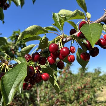 Cherry Time - Tioga Cherries - Pick Your Own Farms Near Me - Brentwood, California Cherry Time - Tioga Cherries - Pick Your Own Farms Near Me - Brentwood, California