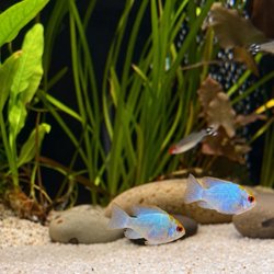 Bermuda Aquatics Exotic Fish and Ponds - Female electric blue rams