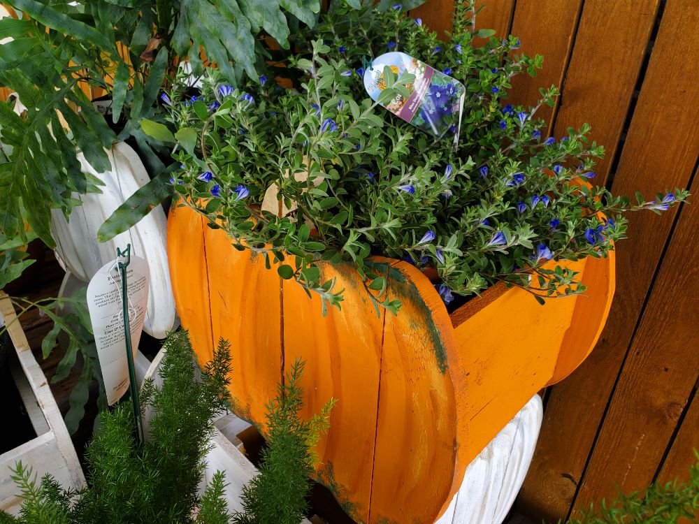 MADISON GARDEN CENTER 14 Photos 811 Madison Ave, Madison