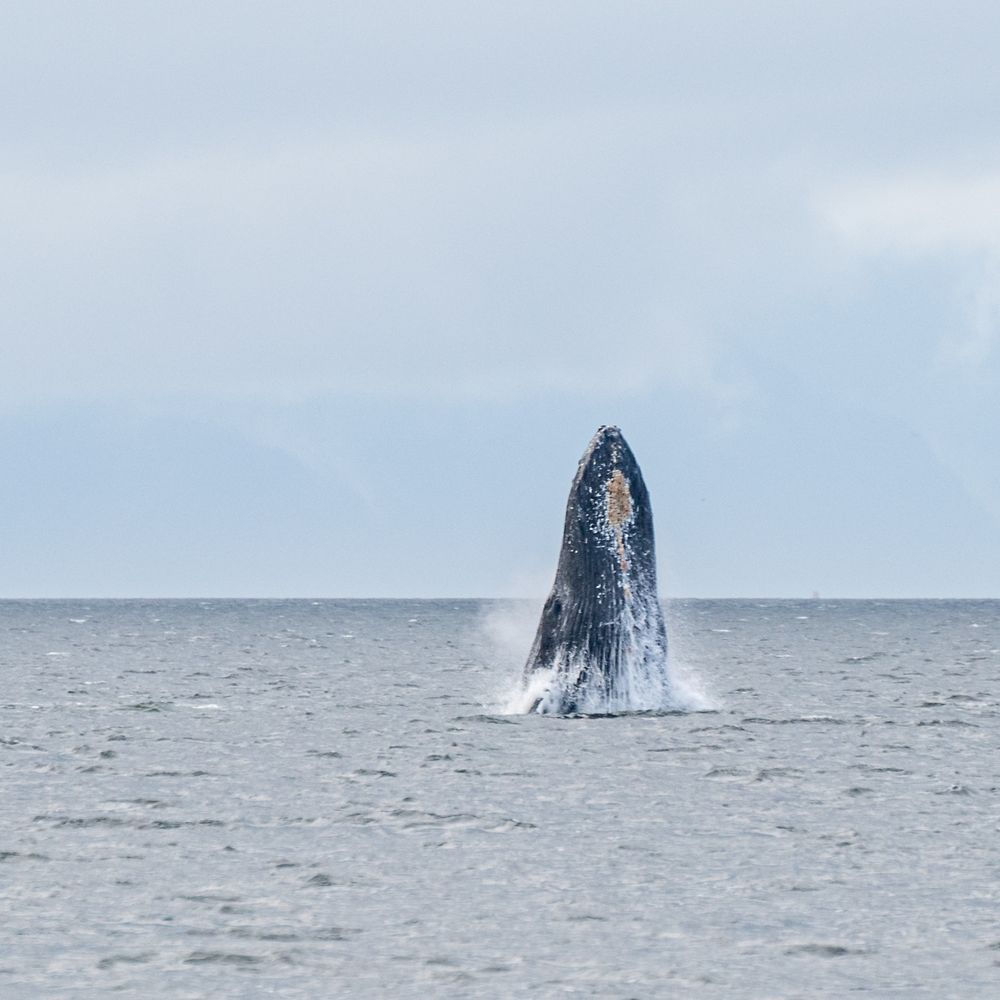 Juneau Lighthouse Tours - Humpback Breaching out of the water - Whale Watching Tours Near Me - Juneau, Alaska