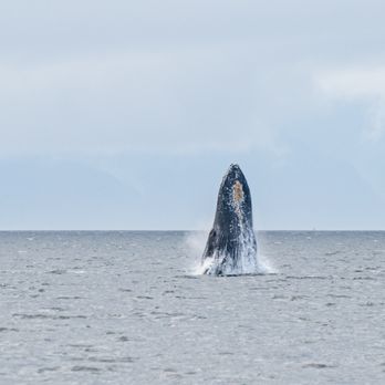 Juneau Lighthouse Tours - Humpback Breaching out of the water - Whale Watching Tours Near Me - Juneau, Alaska