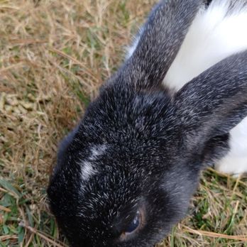 Shenandoah Valley Campground - Loving this bunny food - Campgrounds Near Me - Verona, Virginia Shenandoah Valley Campground - Loving this bunny food - Campgrounds Near Me - Verona, Virginia
