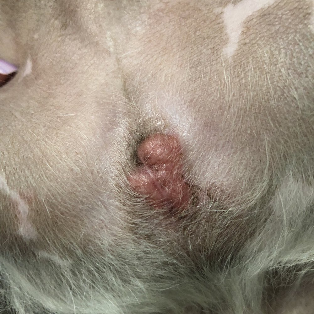 My dogs skin after first visit!! My dogs skin after first visit!!