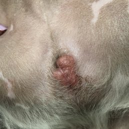 My dogs skin after first visit!! My dogs skin after first visit!!