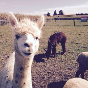 Country Barn - One of their Alpacas - Fruits & Veggies Near Me - Lancaster, Pennsylvania