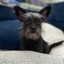 Photo of Puppy Boutique Dog Grooming