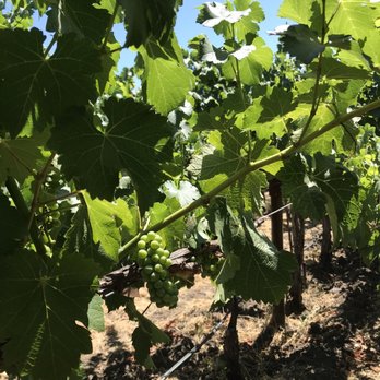 Cakebread Cellars - Wineries Near Me - Rutherford, California Cakebread Cellars - Wineries Near Me - Rutherford, California