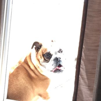 A Pet Villa - Sunbathing - Pet Boarding Near Me - Santa Clara, California A Pet Villa - Sunbathing - Pet Boarding Near Me - Santa Clara, California