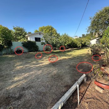 Everest Tree Service - Circles indicate location of removed palm trees.... Like they were never there. - Tree Services Near Me Everest Tree Service - Circles indicate location of removed palm trees.... Like they were never there. - Tree Services Near Me
