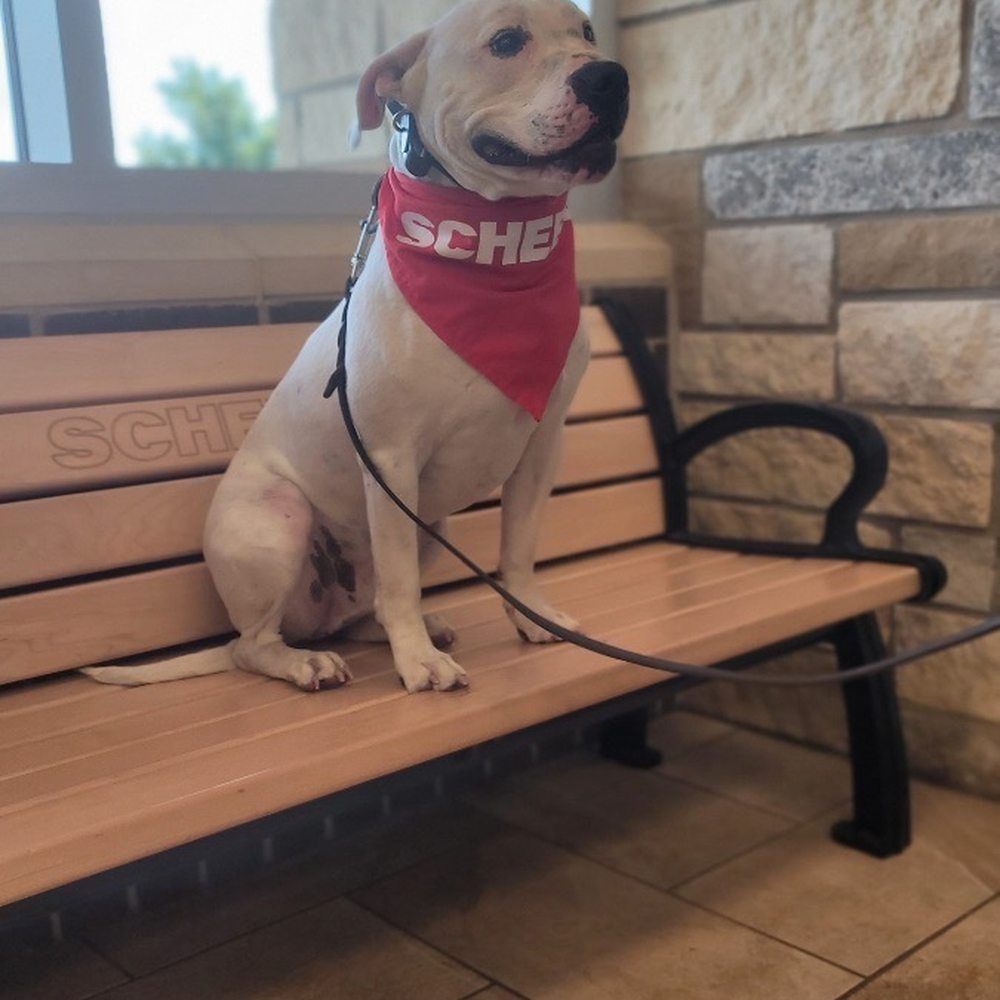 Tip Top K9 - Carrollton - Last training session with Hunter at Scheels! - Pet Training Near Me - Carrollton, Texas Tip Top K9 - Carrollton - Last training session with Hunter at Scheels! - Pet Training Near Me - Carrollton, Texas