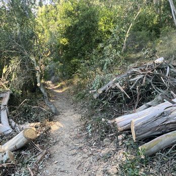Tilden Regional Park - Watch for falling branches! - Parks Near Me - Berkeley, California Tilden Regional Park - Watch for falling branches! - Parks Near Me - Berkeley, California