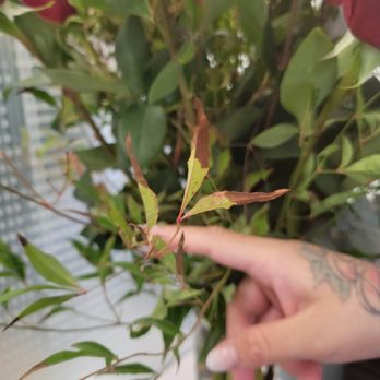 Halsted Flowers - Florists Near Me - Chicago, Illinois