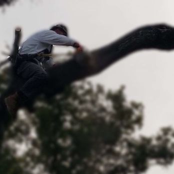 Cash's Cuts Tree Service - Way up there, removing large leaf over power wires. - Tree Services Near Me Cash's Cuts Tree Service - Way up there, removing large leaf over power wires. - Tree Services Near Me
