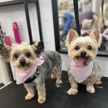 Floof Pet Grooming - Pet Groomers Near Me - Seattle, Washington