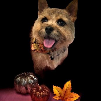 Canine Carousel Pet Salon - Ginger 2018 - Pet Groomers Near Me - Herndon, Virginia Canine Carousel Pet Salon - Ginger 2018 - Pet Groomers Near Me - Herndon, Virginia
