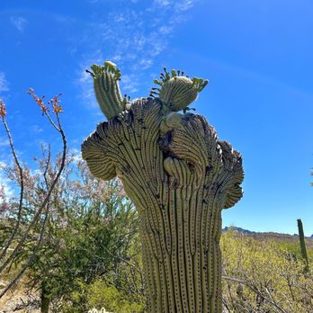 Arizona-Sonora Desert Museum - A crested saguaro - Museums Near Me - Tucson, Arizona