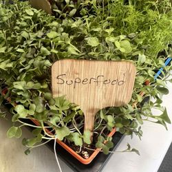 Twisted Garden - micro greens
