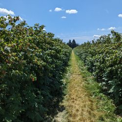 Driediger Farms - Raspberry u-pick field