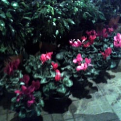 Florería Chile-España - Plantas de estación
