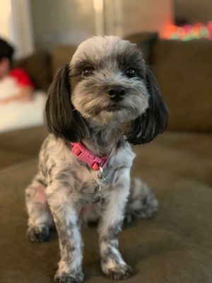 TORRANCE DOG GROOMING & TRAINING - Updated June 2024 - 177 Photos & 84