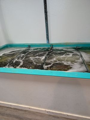 Essex Seafood by null