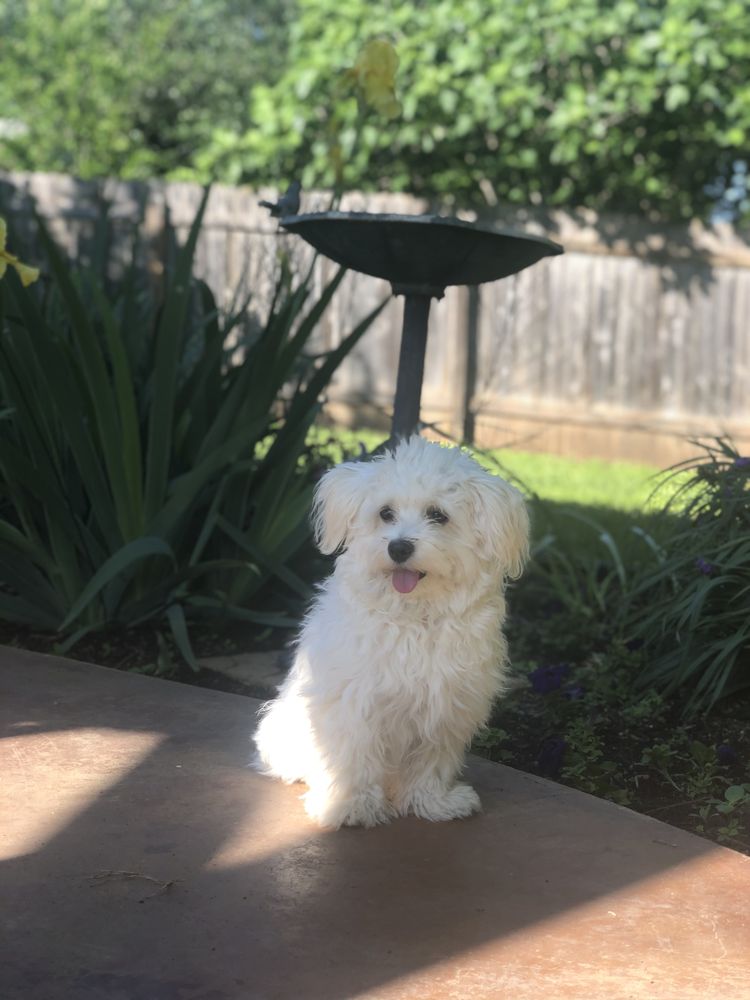 PURRFECT PETS Updated June 2024 13 Photos & 22 Reviews