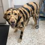 Photo of El Cerrito Veterinary Hospital