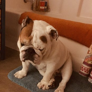 Precious Pets Memorial Service - Pet Cremation Services Near Me - Ventura, California Precious Pets Memorial Service - Pet Cremation Services Near Me - Ventura, California