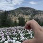 Photo of California Peony