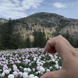 California Peony