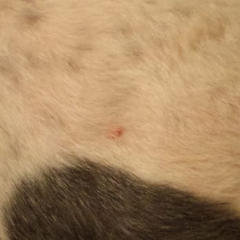 Petian - Another cut on my poor dog! - Pet Groomers Near Me - Fullerton, California Petian - Another cut on my poor dog! - Pet Groomers Near Me - Fullerton, California