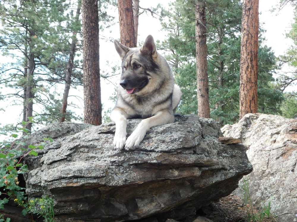 FENNARIO KENNELS Updated August 2024 Request Consultation