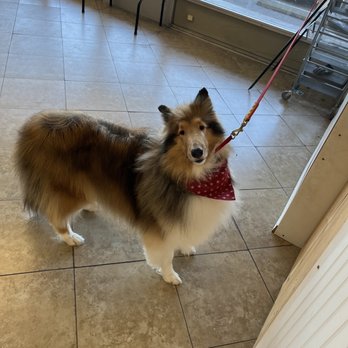 Sunny Paws Plus - Pet Groomers Near Me - Carmichael, California Sunny Paws Plus - Pet Groomers Near Me - Carmichael, California
