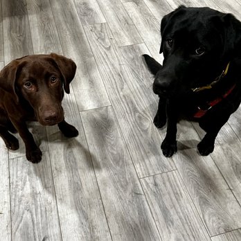 Love's Labradors - Pet Breeders Near Me Love's Labradors - Pet Breeders Near Me