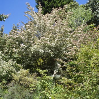 UC Botanical Garden at Berkeley - Botanical Gardens Near Me - Berkeley, California UC Botanical Garden at Berkeley - Botanical Gardens Near Me - Berkeley, California