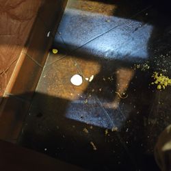 Golden Dragon Buffet - Food on floor where they set us.