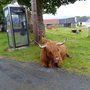 Photo of Highland Tour Guide
