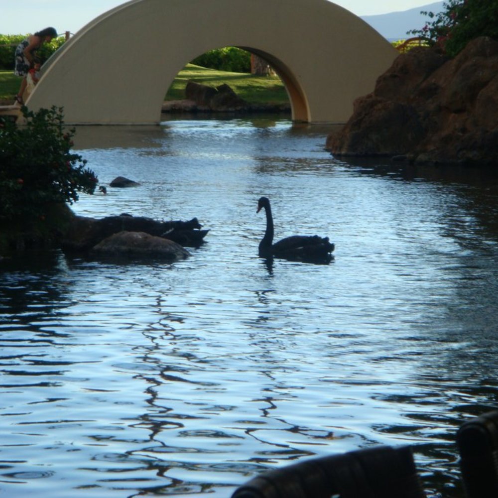 Son'z Steakhouse - View from your table - Steakhouses Near Me - Lahaina, Hawaii