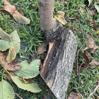 American Arbor Services - a piece of tree that has been cut down - Tree Services Near Me - Pembroke Pines, Florida American Arbor Services - a piece of tree that has been cut down - Tree Services Near Me - Pembroke Pines, Florida