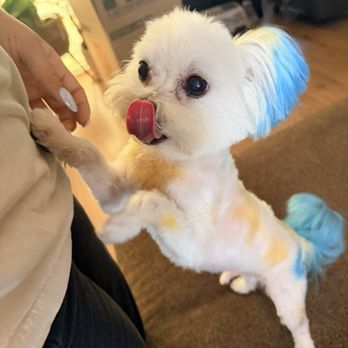 Cristy's Grooming - Pet Groomers Near Me - Melbourne, Florida Cristy's Grooming - Pet Groomers Near Me - Melbourne, Florida