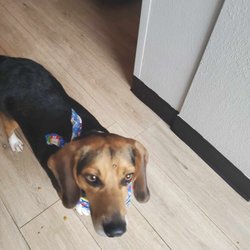 All Breed - Smelling fresh after groom.