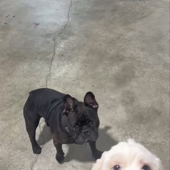 Pawhamas Resort - Making new friends! - Pet Boarding Near Me - Glendale, California