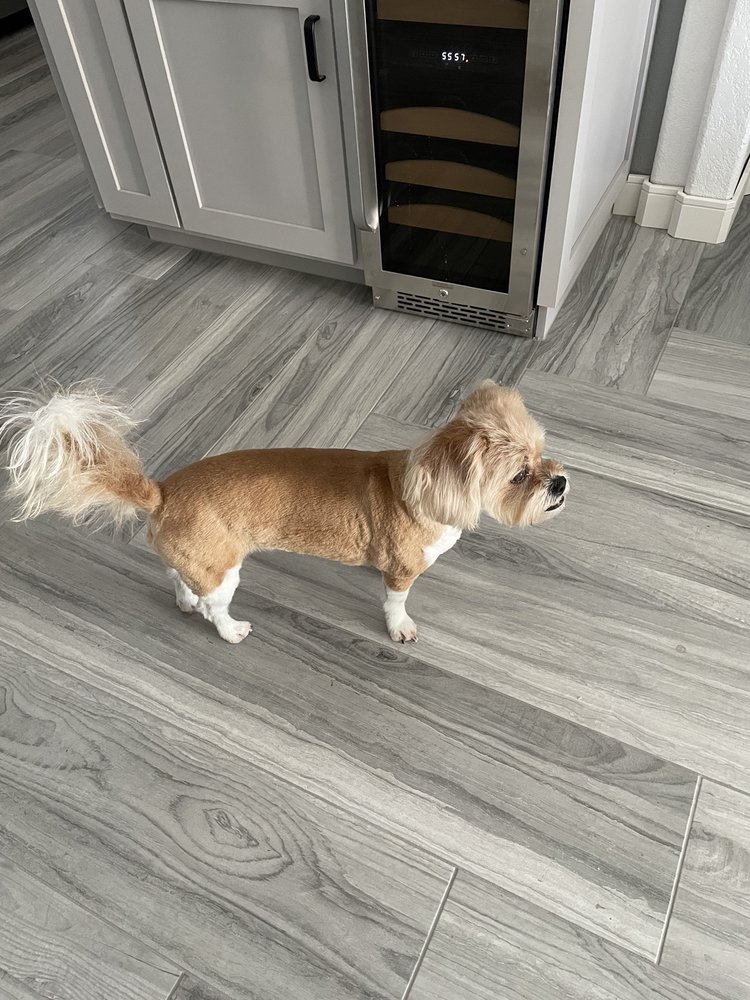 BUBBLES N BOWS GROOMING SALON 2 56 Photos & 12 Reviews 2921