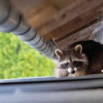 1. CR Wildlife Removal