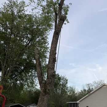Love It Landscaping & Tree Service - Love it tree service cutting down a tall maple tree. - Landscaping Near Me - Mount Juliet, Tennessee Love It Landscaping & Tree Service - Love it tree service cutting down a tall maple tree. - Landscaping Near Me - Mount Juliet, Tennessee