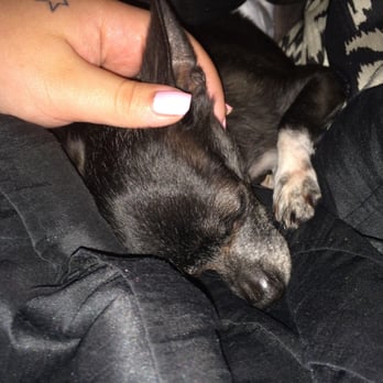 Clackamas County Dog Services - My little trembler! - Animal Shelters Near Me - Clackamas, Oregon Clackamas County Dog Services - My little trembler! - Animal Shelters Near Me - Clackamas, Oregon