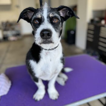 TM Dog Grooming - During grooming - Pet Groomers Near Me TM Dog Grooming - During grooming - Pet Groomers Near Me
