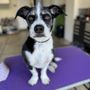 Photo of TM Dog Grooming