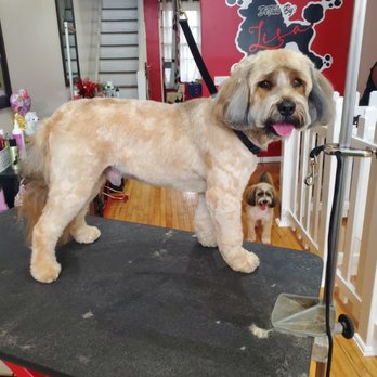 Details by Lisa - After - Pet Groomers Near Me - Boonton, New Jersey Details by Lisa - After - Pet Groomers Near Me - Boonton, New Jersey