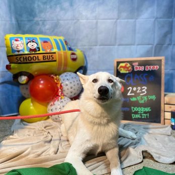 The Dog Stop - Lafayette - Back to school picture at Dog Stop
Cowboy loved it - Pet Groomers Near Me - Lafayette, Louisiana The Dog Stop - Lafayette - Back to school picture at Dog Stop
Cowboy loved it - Pet Groomers Near Me - Lafayette, Louisiana
